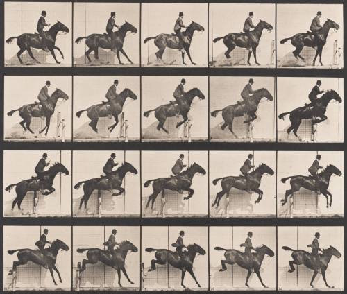 "Daisy" Jumping a Hurdle, Saddled