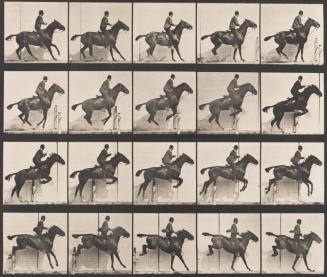 "Daisy" Jumping a Hurdle, Saddled