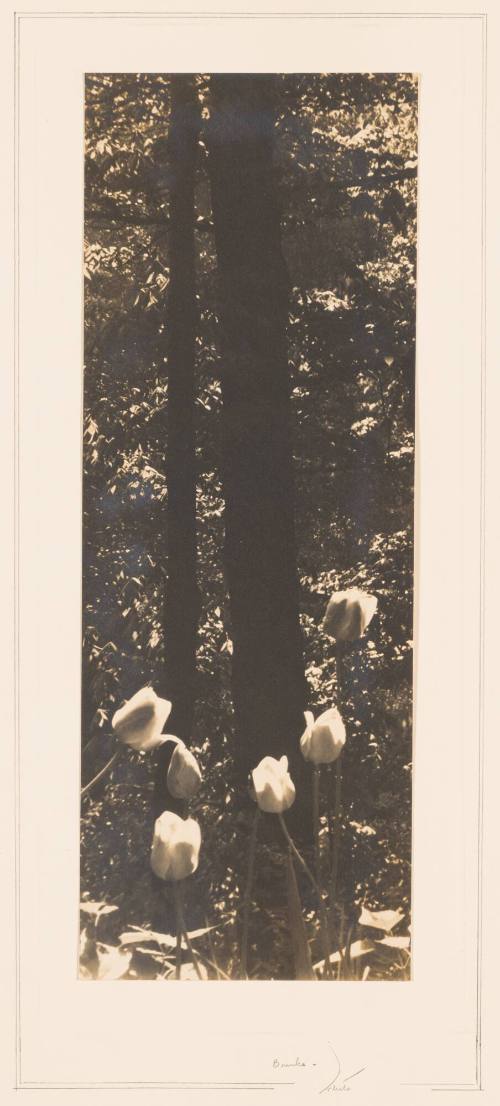 Rudolph Wurlitzer Garden No. 11