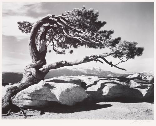 Jeffrey Pine