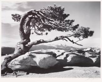 Jeffrey Pine