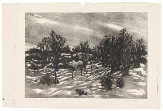 Evening Shadows
