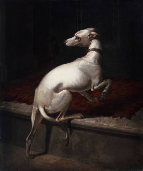 The Whippet