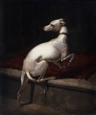The Whippet