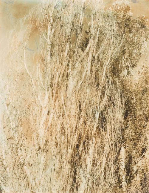 Poplars — Lake George