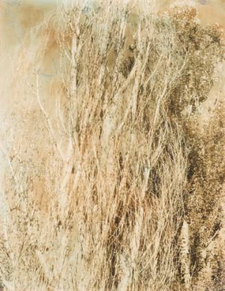 Poplars — Lake George