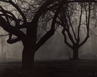 Two Apple Trees in Dark Fog