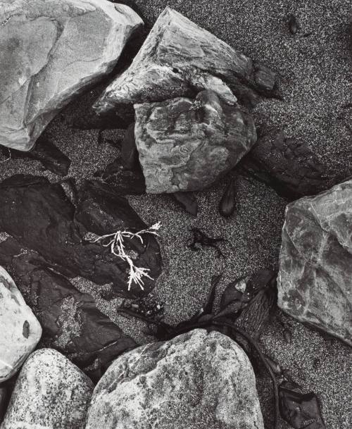Searching for Edward's Spirit-Point Lobos