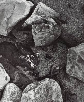 Searching for Edward's Spirit-Point Lobos