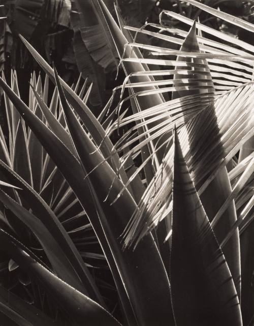 Palm Leaves