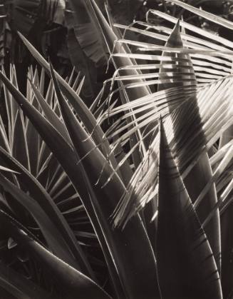 Palm Leaves