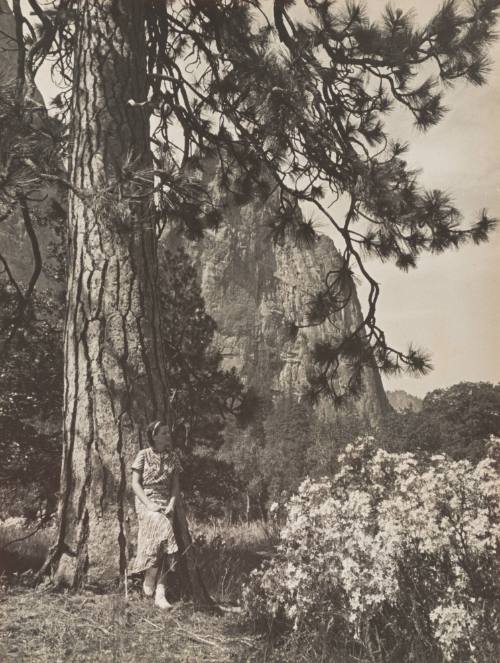 Azaleas in the Meadows of Yosemite Valley