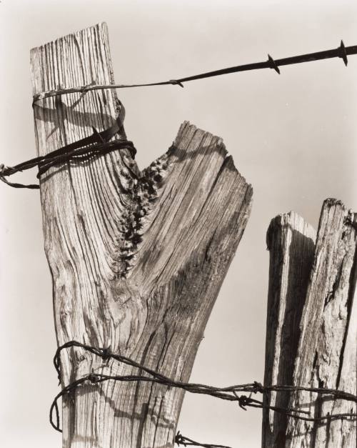 "Y" Shaped Fence Post