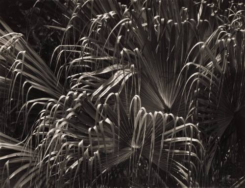 Curved Grasses, Dark