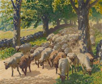 Flock of Sheep