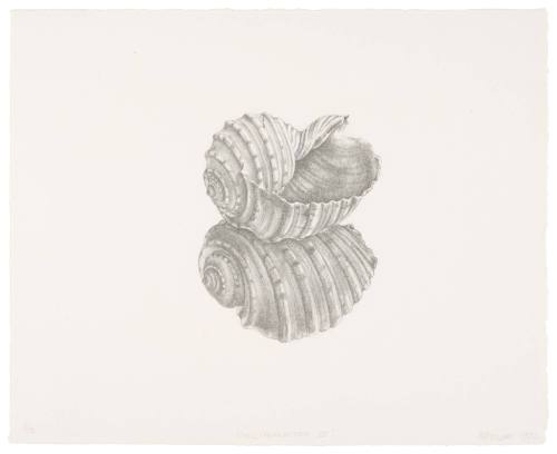 Shell / Reflection III