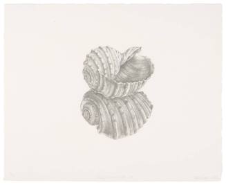 Shell / Reflection III