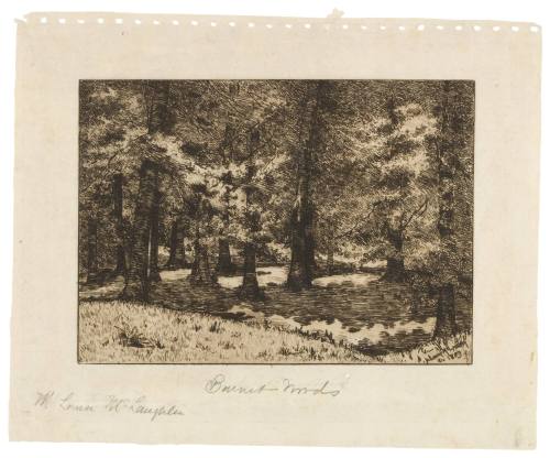 Beeches in Burnet Woods