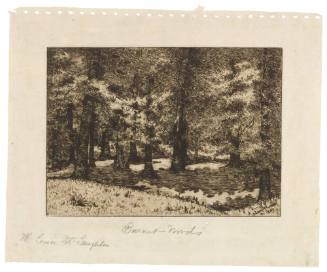 Beeches in Burnet Woods