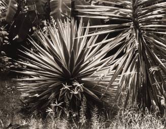 Palmetto/Martinique/Sunburst