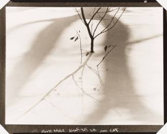 Small Tree in Snow with Dark Curved Shadow Above (Mozart)