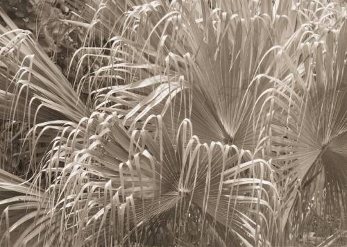 Curved Grasses, Pale