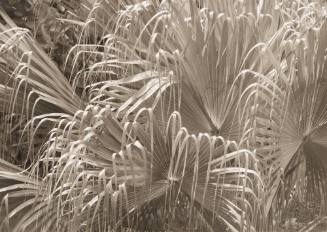 Curved Grasses, Pale