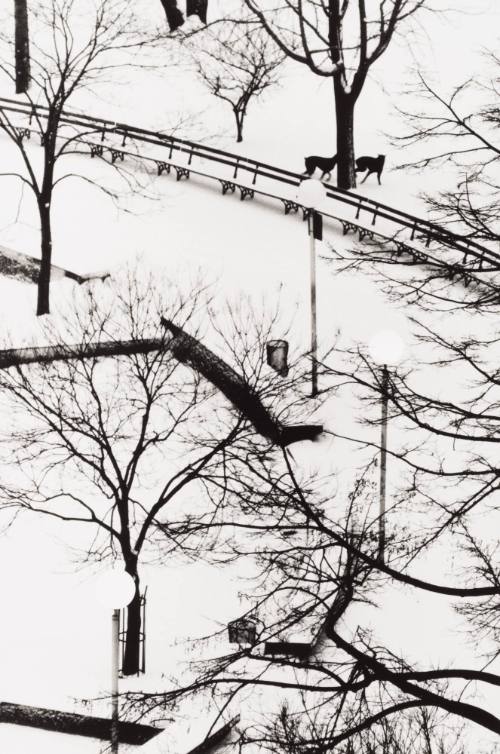 Dogs at Play, Washington Square Park