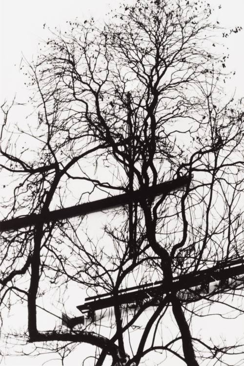 Trees and Benches, Washington Square Park