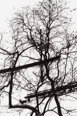 Trees and Benches, Washington Square Park