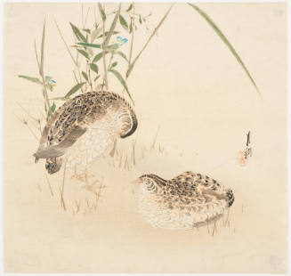 Two Quail