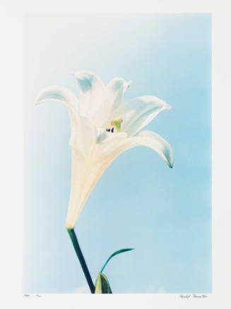Madonna Lily