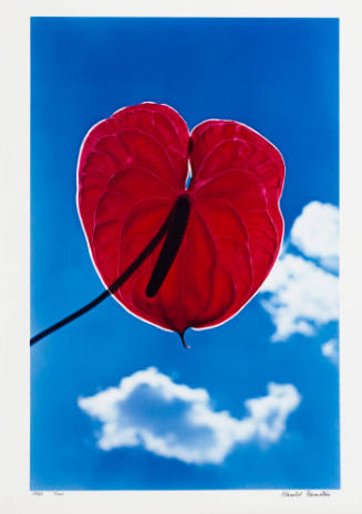 Silver Lined Anthurium