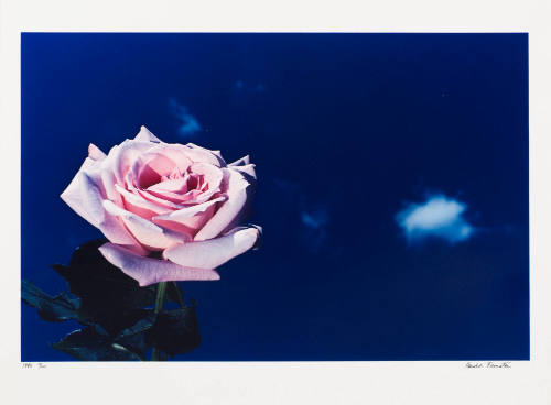 Sterling Silver Rose