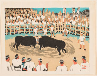 Fighting Bulls in Iyo