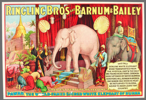 Ringling Bros and Barnum & Bailey: Pawah the World-Famed Sacred White Elephant of Burma