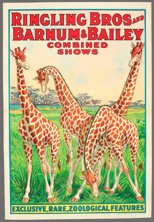 Ringling Bros and Barnum & Bailey Combined Shows: Exclusive, Rare Zoological Features