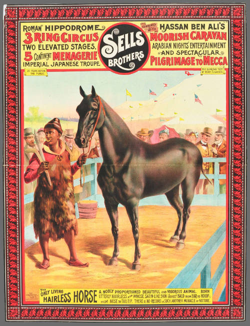 Sells Brothers: The Only Living Hairless Horse