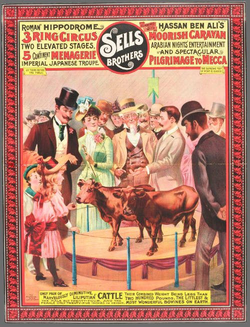 Sells Brothers: Only Pair of Marvelously Diminutive Liliputian Cattle