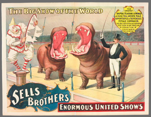 Sells Brothers Enormous United Shows:  A Full Grown Hippopotamus & Tremendous Female Companion