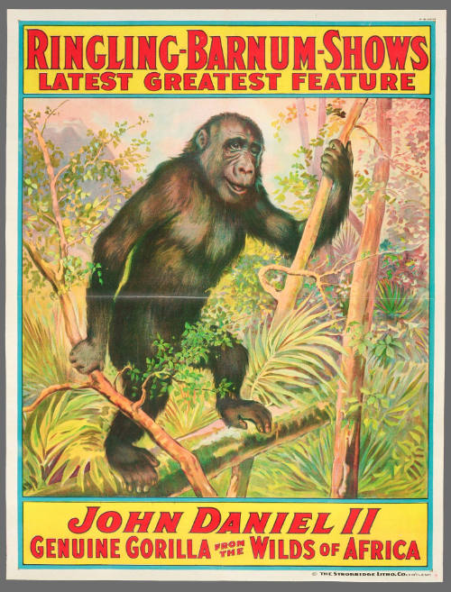 Ringling-Barnum-Shows Latest Greatest Feature: John Daniel II Genuine Gorilla from the Wilds of Africa