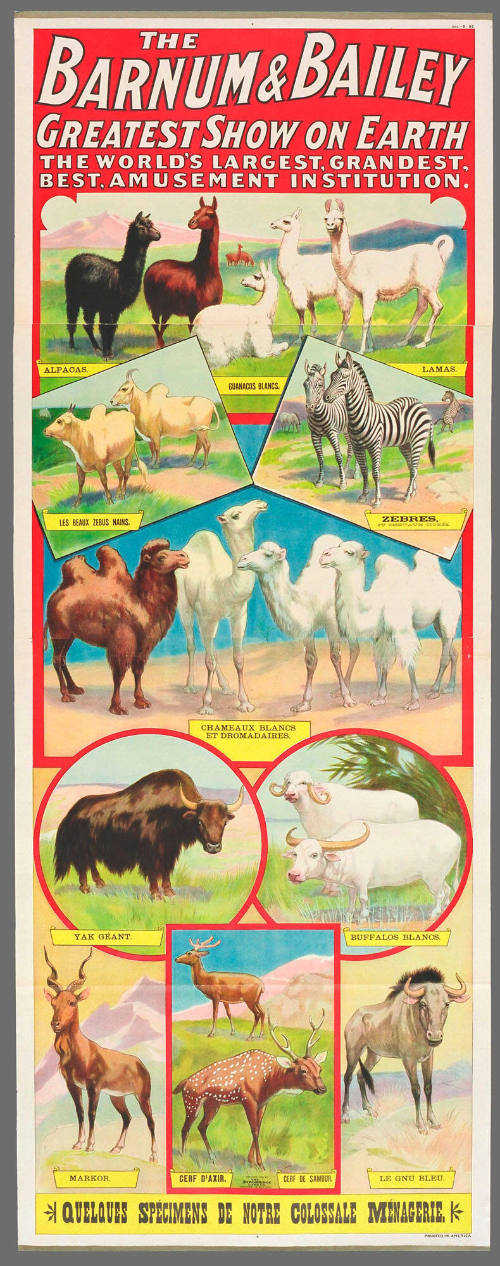 The Barnum & Bailey Greatest Show on Earth:  Quelques Spécimens de Notre Colossale Ménagerie
