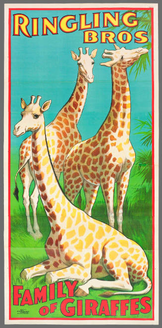 Ringling Bros: Family of Giraffes