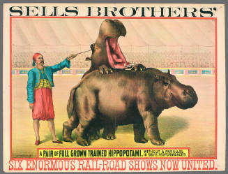 Sells Brothers': A Pair of Full Grown Hippopotami