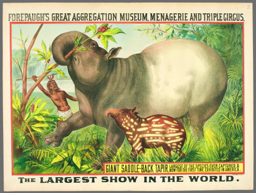 Forepaugh's Great Aggregation Museum, Menagerie and Triple Circus: Giant Saddle-Back Tapir