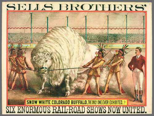 Sells Brothers': Snow White Colorado Buffalo