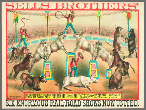 Sells Brothers': The Original and Only Educated Performing Herd of the Famous Six Colorado Cattle