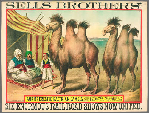 Sells Brothers': Pair of Crested Bactrian Camels the Only Ones Ever Exhibited
