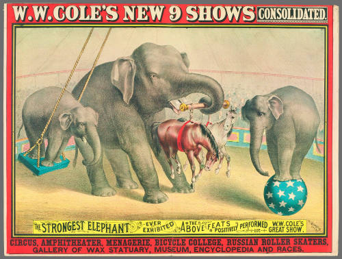 W.W. Cole's New 9 Shows Consolidated: The Strongest Elephant Ever Exhibited