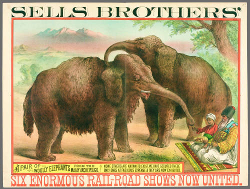 Sells Brothers': A Pair of Woolly Elephants